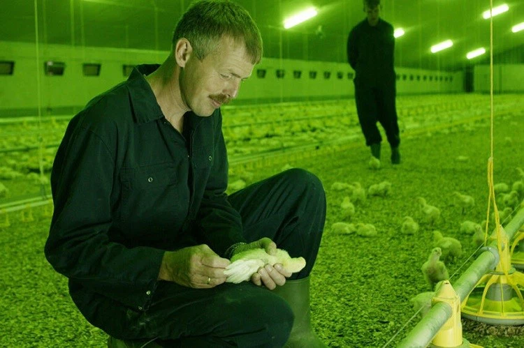 green chicken lights